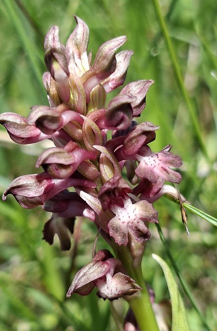 Anacamptis coriophora 