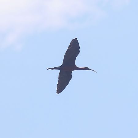 Ibis falcinelle  - Chris Zlatar
