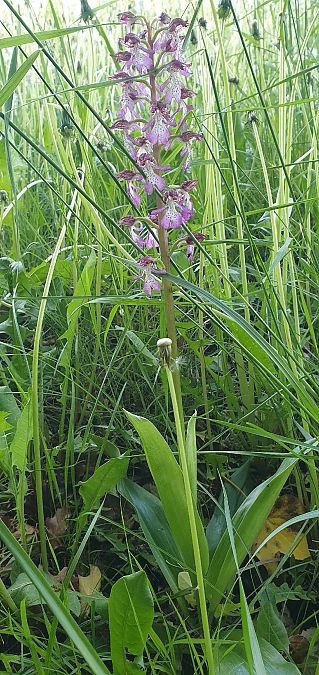Orchis purpurea 