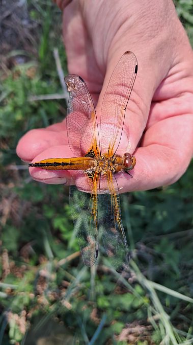 Libellula fulva  - Roberto Fabbri