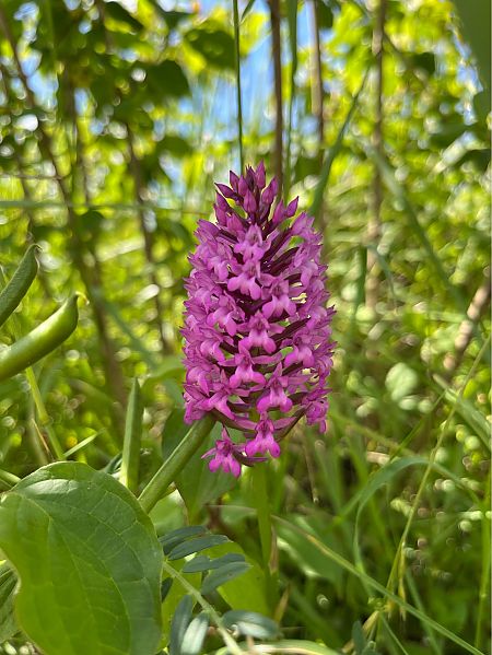 Anacamptis pyramidalis  - Clément Pignon
