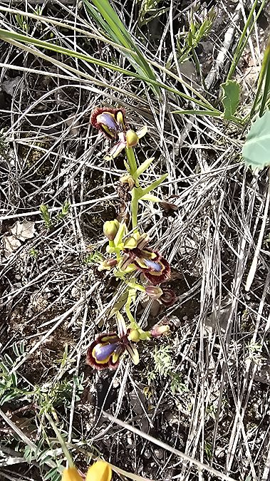 Ophrys speculum  - Emma Duran