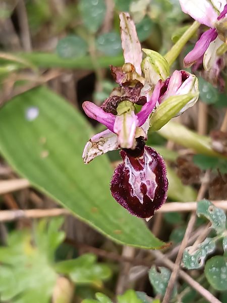 Ophrys catalaunica  - Assumpta Molist
