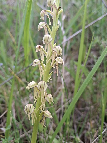Orchis anthropophora  - Jacques Sery