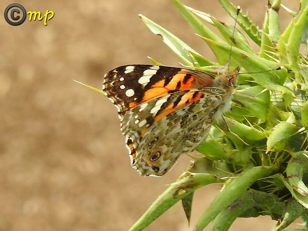Vanessa cardui  - Mario Paloni