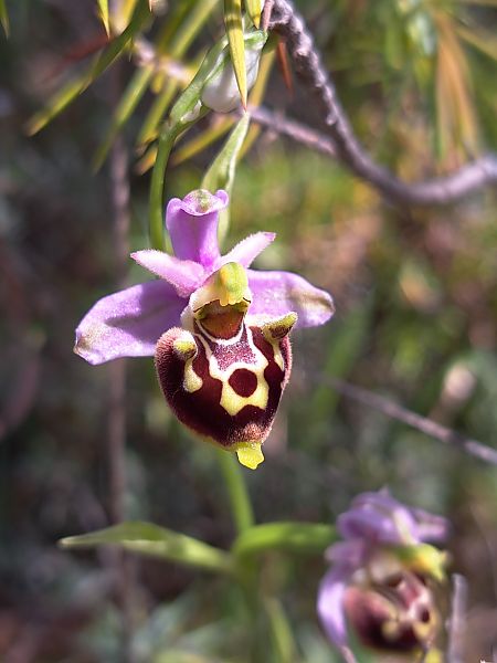 Ophrys fuciflora subsp. druentica  - Emmanuel Cosson