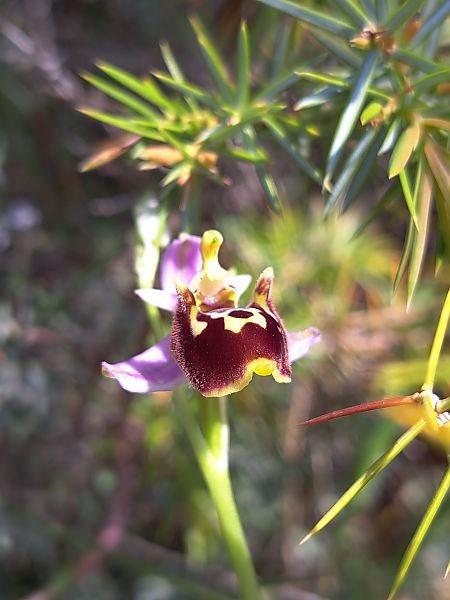 Ophrys fuciflora subsp. druentica  - Emmanuel Cosson