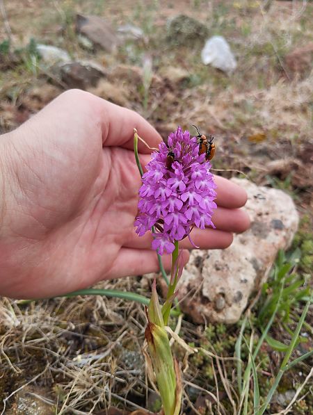 Anacamptis pyramidalis  - Guilhem Perez