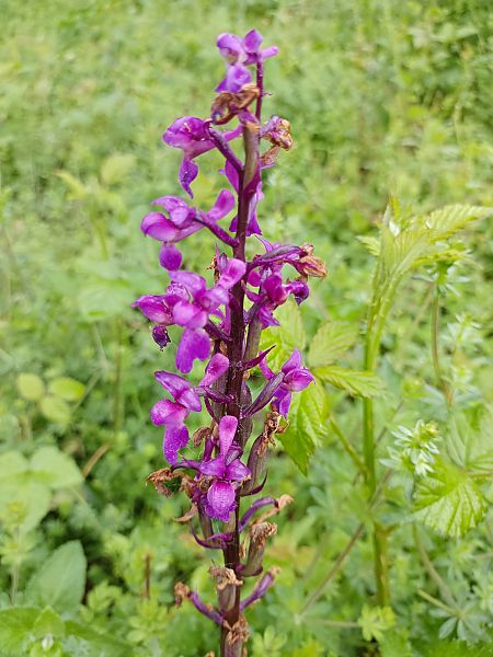 Orchis mascula 