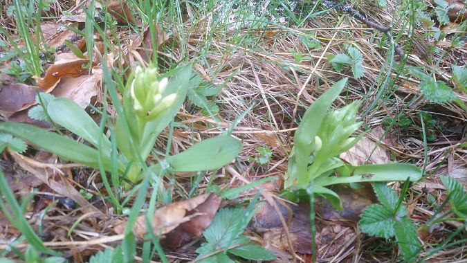 Dactylorhiza sambucina  - Monique Souben