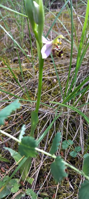 Ophrys apifera  - Gerard Chassan