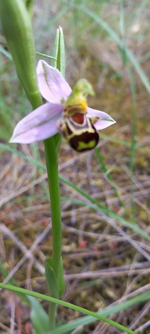 Ophrys apifera  - Gerard Chassan