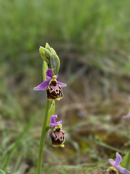 Ophrys fuciflora subsp. souchei  - Eric Detrez