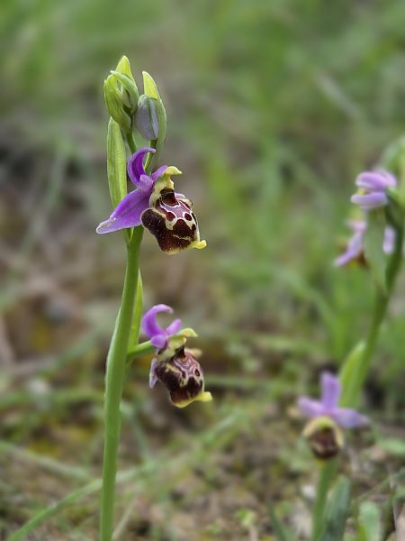 Ophrys fuciflora subsp. souchei  - Eric Detrez