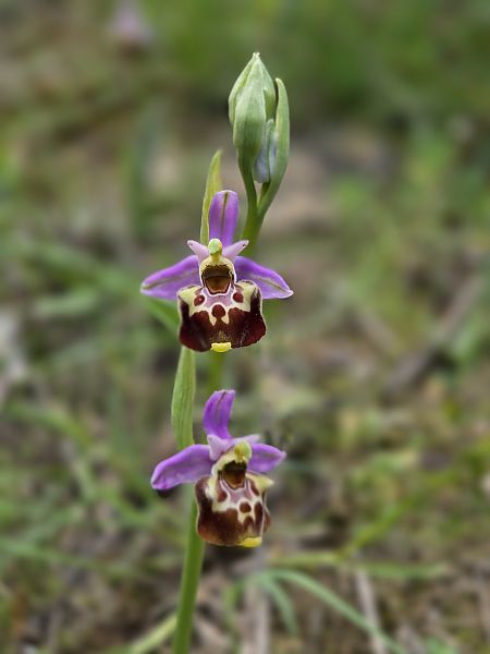 Ophrys fuciflora subsp. souchei  - Eric Detrez