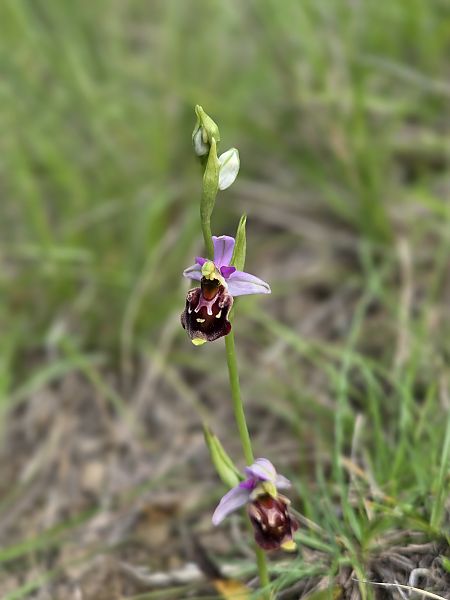 Ophrys fuciflora subsp. souchei  - Eric Detrez