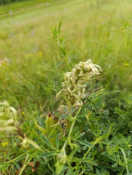 Himantoglossum hircinum  - Thomas Martineau