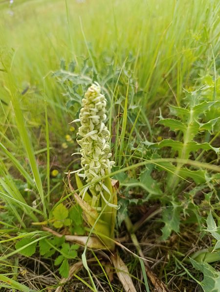 Himantoglossum hircinum  - Thomas Martineau