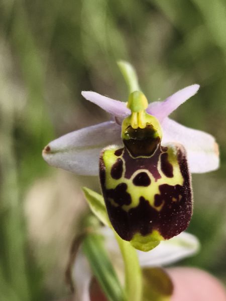 Ophrys fuciflora subsp. druentica  - Richard Fay