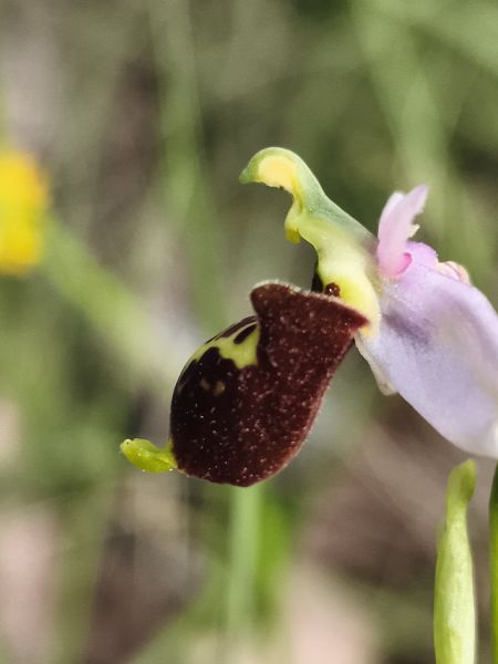 Ophrys fuciflora subsp. druentica  - Richard Fay