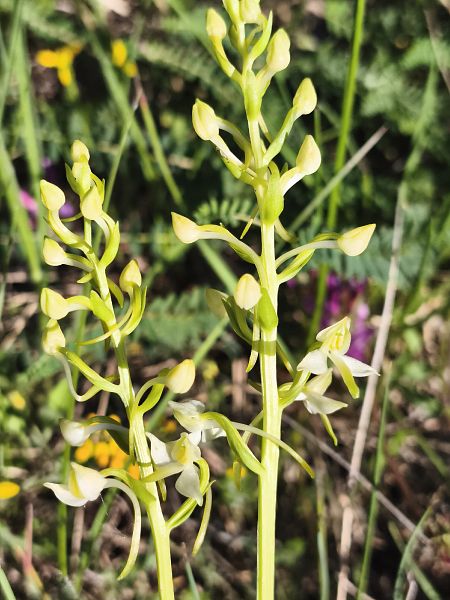Platanthera muelleri  - Richard Fay
