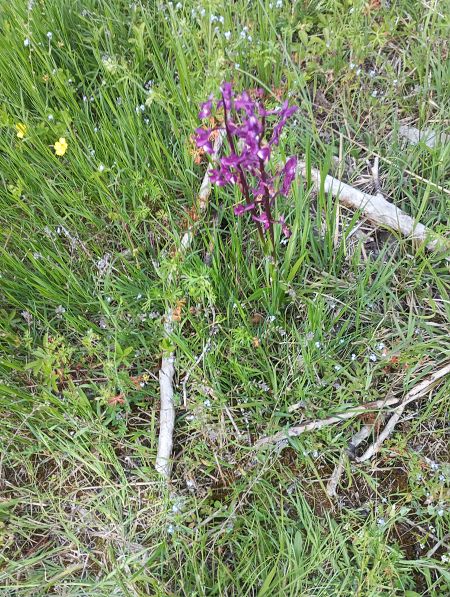 Anacamptis laxiflora  - Guillem Bagaria