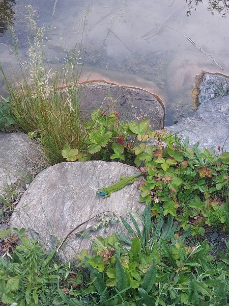 Eastern / Western Green Lizard  - Giulio Polo (FVG)