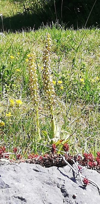 Orchis anthropophora  - Laurent Fourneret
