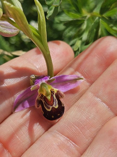 Ophrys apifera  - Nina Scheibel