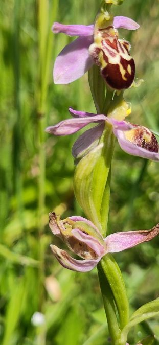 Ophrys apifera var. badensis  - Laurence Gourdel