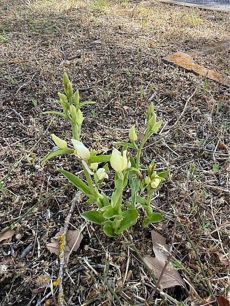 Cephalanthera damasonium  - Pep Sole