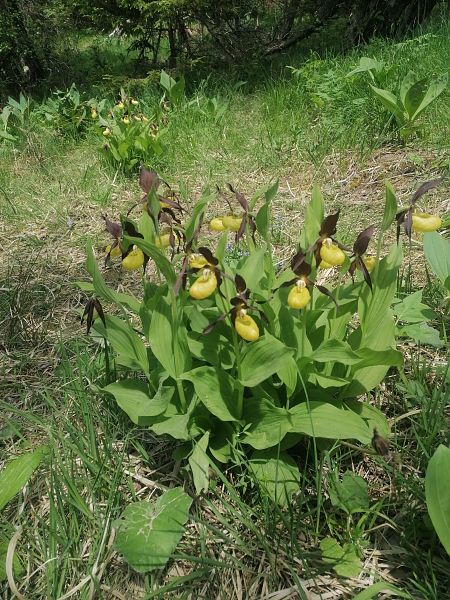 Cypripedium calceolus  - Jean Charles Poncet