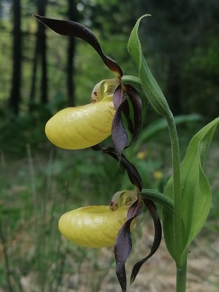 Cypripedium calceolus  - Jean Charles Poncet
