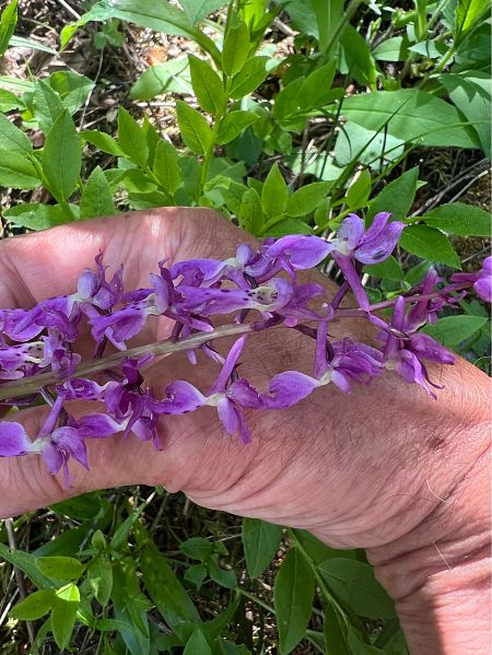Orchis mascula  - Olivier Chevillon