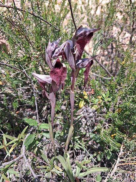 Serapias cordigera  - Carole Haerty