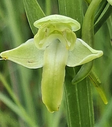 Platanthera algeriensis 