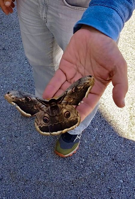 Saturnia pyri  - Massimo Pettavino