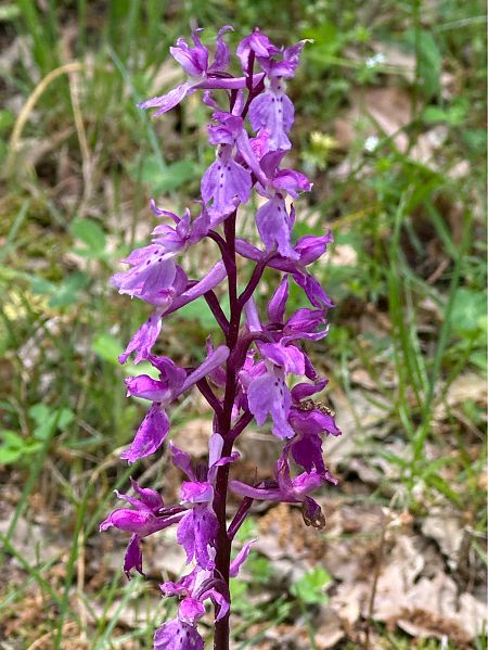 Orchis mascula  - Antonio Mazzone