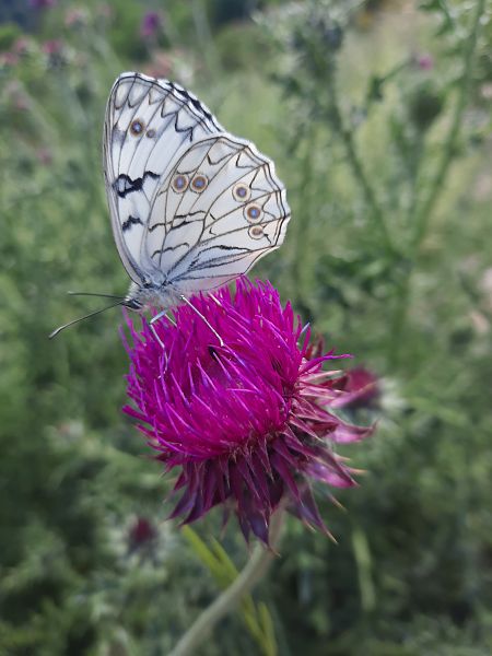 Melanargia arge  - Michele Coppola