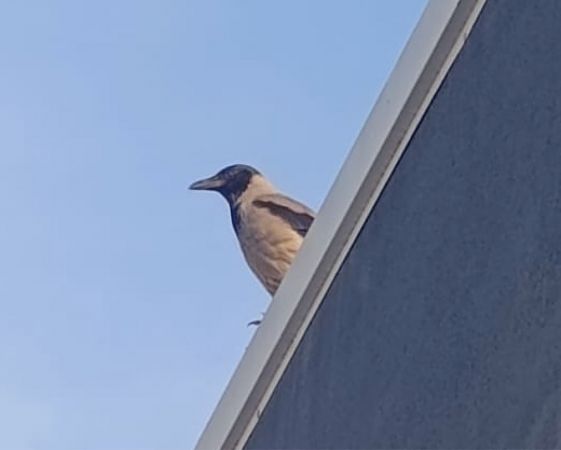 Cornella emmantellada  - Mireia Querol