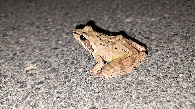 Rana dalmatina  - Renato Cottalasso