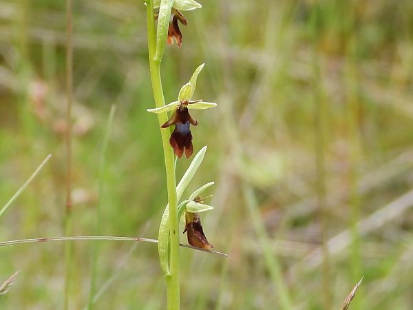 Ophrys insectifera  - Marie-Laure Miège