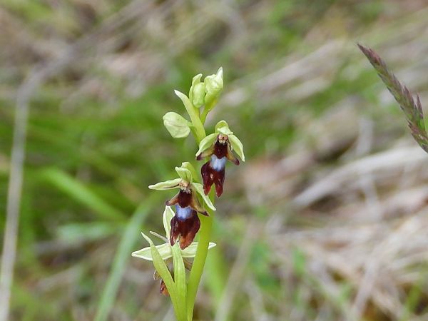 Ophrys insectifera  - Marie-Laure Miège