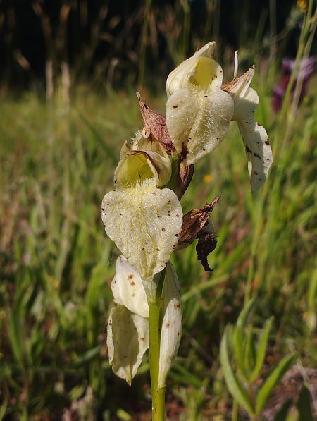 Serapias cordigera  - Gérard Joseph