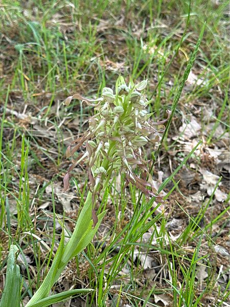 Himantoglossum hircinum  - Antonio Mazzone