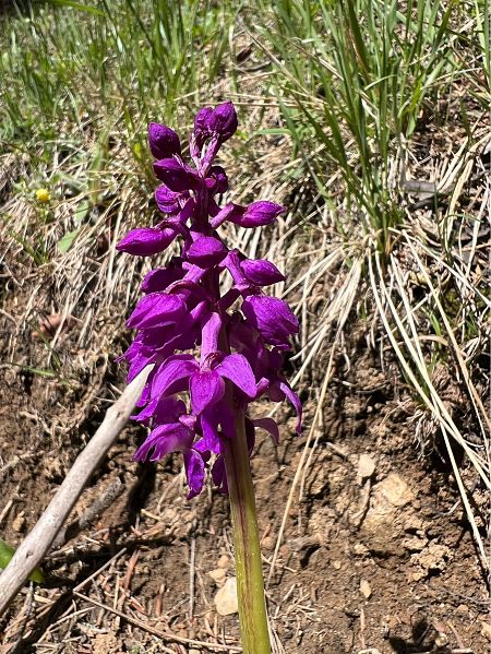 Orchis ovalis  - Olivier Chevillon