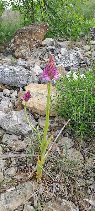 Anacamptis pyramidalis  - Marc et M-Joëlle Silvestre