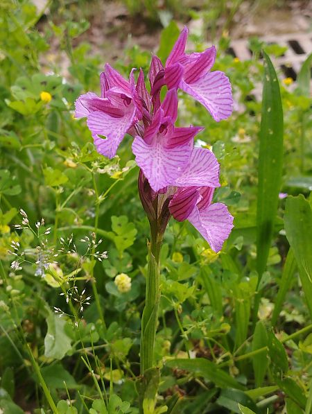 Anacamptis papilionacea var. expansa  - Gérard Joseph