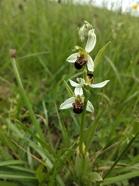 Ophrys apifera  - Ruud Garama
