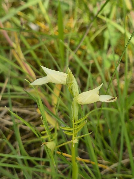 Serapias neglecta  - Nathalie Audard